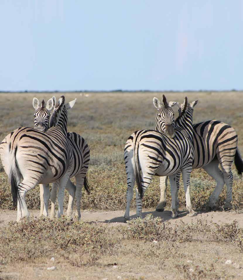 Jagt- & fotosafari Sydafrika & Namibia JELLING JAGTREJSER Telefon (+45)