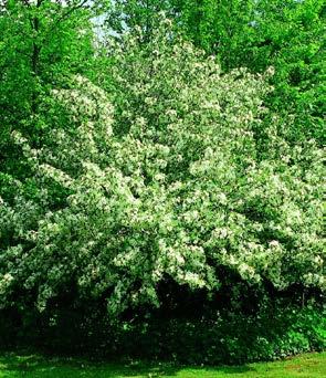 Rent hvide blomster i maj, der efterfølges af små runde gulligrøde frugter, der bliver siddende på træet længe. Til haver og i anlæg.