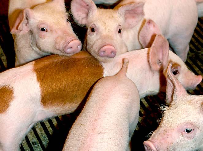 i landmændenes interesse, at dødeligheden i den danske svineproduktion nedbringes, og at der findes holdbare løsninger på en række af de udfordringer, som produktionen står over for.
