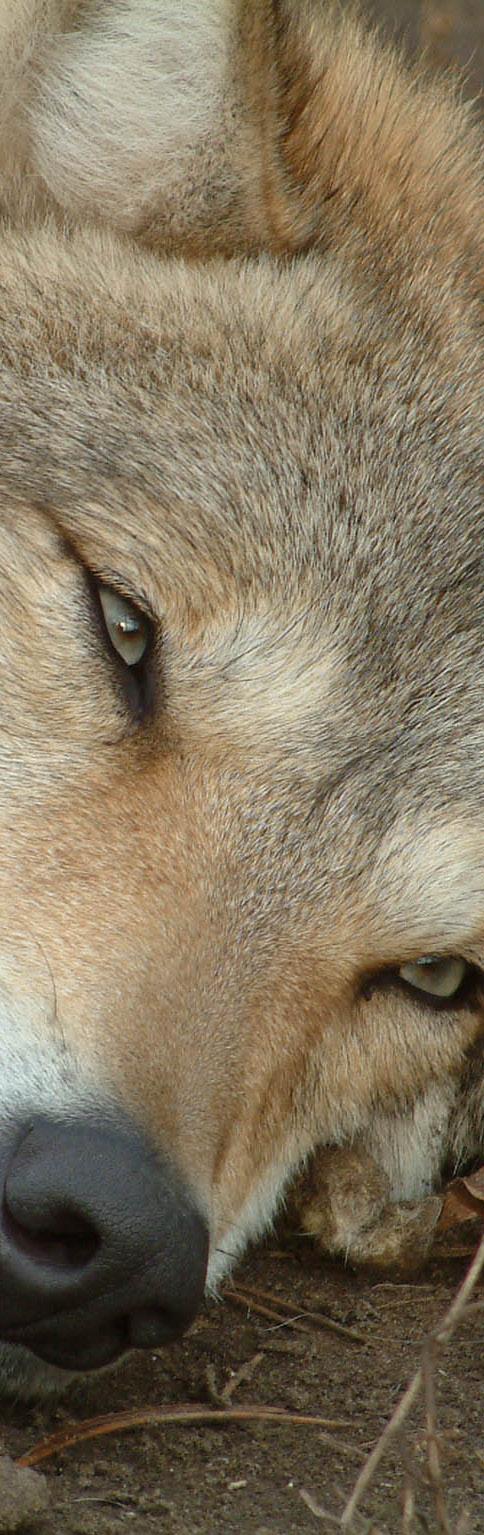 INDHOLD Hvad er det for en ulv, vi har fået til Danmark?... 3 Ulvens historie og udryddelse i Danmark... 3 Ulvens tilbagevenden til Danmark... 4 Thy-ulven... 5 Ulve i Jylland efter Thy-ulven.