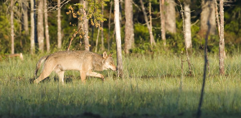 Vild grå ulv i kort sommerpels i Finlands skove. Foto: Mogens Trolle. HVAD ER DET FOR EN ULV, VI HAR FÅET TIL DANMARK?