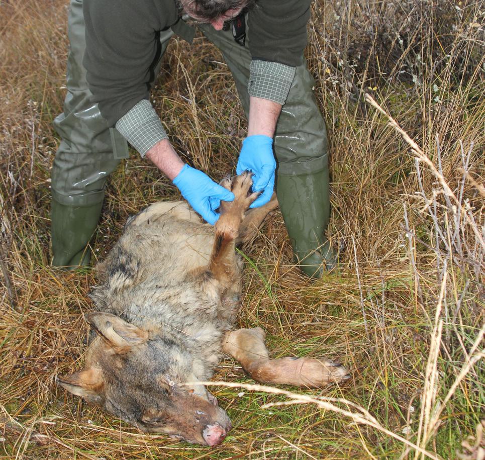 Thy-ulven fotograferet i Nationalpark Thy den 14. oktober 2012. Foto: Kim Frost. han vurderede var troværdige vidner, om ulveobservationer på egnen.