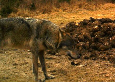 Thy-ulven som hvalp.den blev født i 2009 i Milkel-territoriet i delstaten Sachsen. Foto: Sigurd Koerner. Det endegyldige bevis blev fremlagt den 7. december 2012.