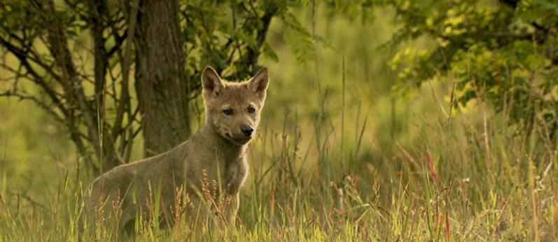 Dermed havde vi videnskabeligt bevis for vild ulv i Danmark for første gang i 199 år. Man kunne desuden slutte sig til, at ulven i Thy havde været omkring 3½ år gammel, da den døde. kameraer, bl.a. -.