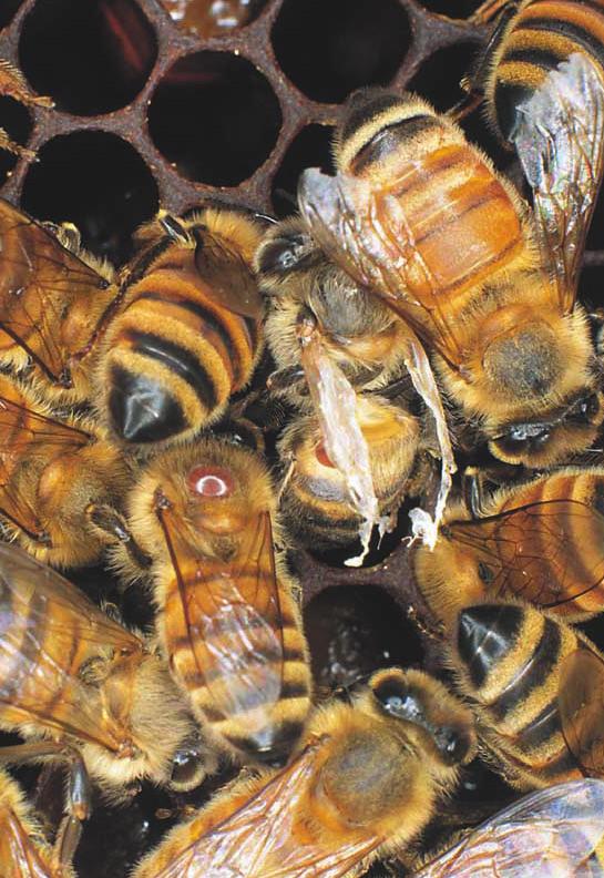 Temahæfte om i den praktiske biavl
