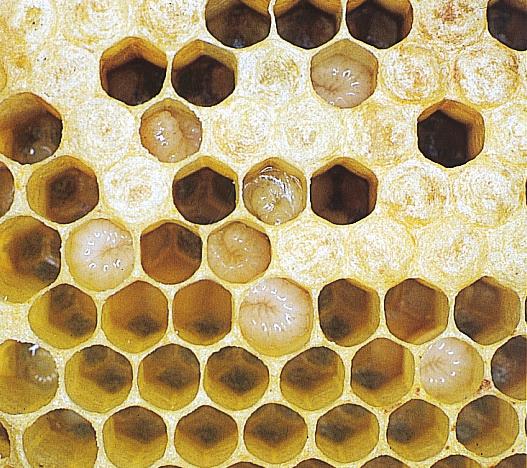 EUROPÆISK BIPEST Foto: Preben Kristiansen SKADEVOLDER Europæisk bipest er en meget smitsom tarmsygdom hos honningbiernes yngel, som forårsages af bakterien Melissococcus pluton.