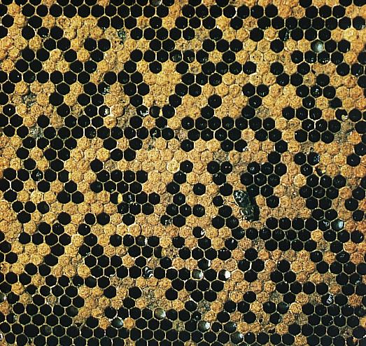 Symptomerne i de forseglede celler kan forveksles med ondartet bipest. Fotos: Henrik Hansen FORVEKSLINGSMULIGHEDER Figur 14. Hullet yngelleje som følge af udrensning af syg og død yngel.