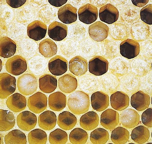 FOREBYGGELSE En meget vigtig forebyggende foranstaltning overfor europæisk bipest, er, at have sygdomstolerante bier.
