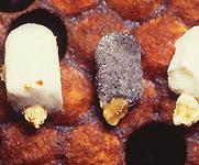Kalkyngelsporerne spredes gennem foderet, hvor sporen straks kommer ned i larvens tarm.