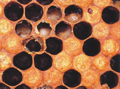 Varroa-midens spytkirtler indeholder herefter viruspartikler. Dette virus kan overføres til bier og larver når miden stikker hul for at suge blod.