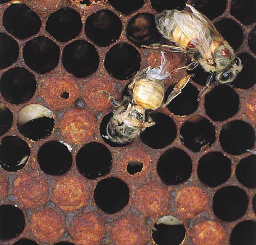 Foto: Henrik Hansen tilstede som følge af den ovenfor nævnte adfærdsændring. Længere henne i sæsonen vil der som følge af biernes mindskede orienteringsevne være få voksne bier tilbage i bifamilien.
