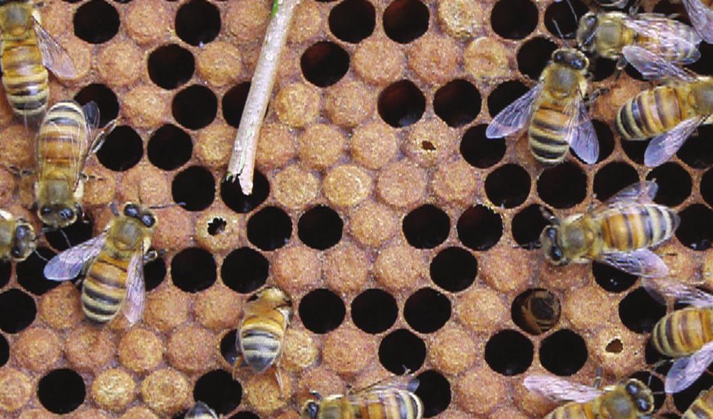 Typisk sygdomsbillede: Opbidte og sammenfaldne cellelåg. Her kan der være tale om ondartet bipest eller sækyngel.