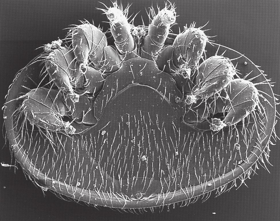 VARROA SKADEVOLDER Varroa-miden er en parasit som lever på honningbier, hvor den ernærer sig af blod fra både voksne bier og bi-yngel.