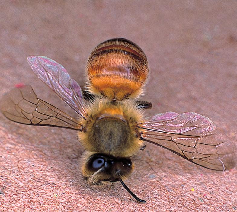TRAKÉMIDEN SKADEVOLDER Trakémiden (Acarapis woodi) er en lille, oval mide, 0,13 mm lang og 0,08 mm bred, som lever inde i biernes luftveje de såkaldte trakéer.