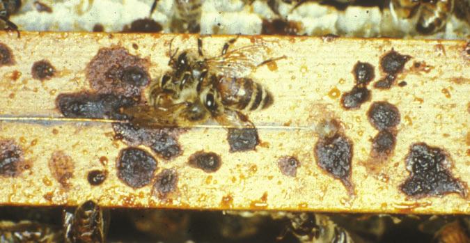 SYMPTOMER I kraftigt angrebne bifamilier vil man kunne iagttage brune ekskrementklatter på tavlerne samt syge/svækkede og døde bier udenfor stadet.