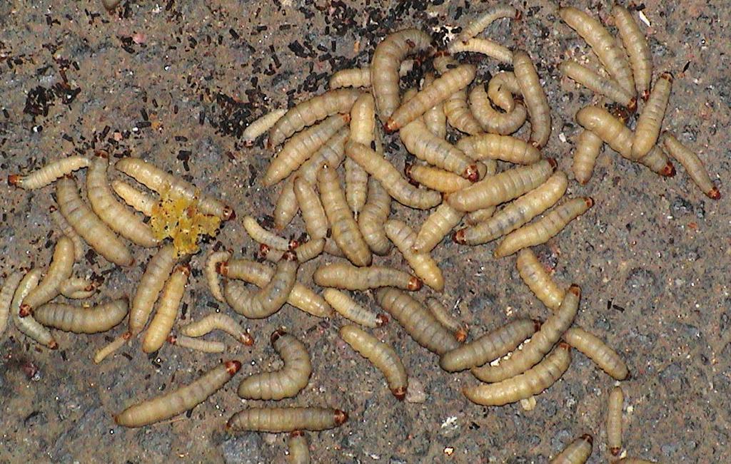 Derfor vil skader som følge af voksmøl udelukkende kunne tilskrives larverne. Voksmøllet gennemgår tre stadier: æg, larve og puppe.