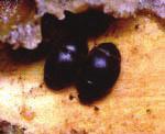DEN LILLE STADEBILLE SKADEVOLDER Den lille stadebille (Aethina tumida) stammer oprindelig fra Afrika.
