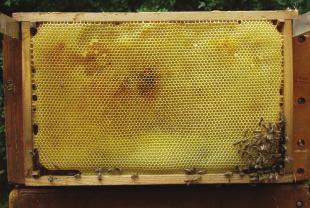 Blot det, at man tager bier og yngel fra en produktionsfamilie gør, at man kan reducere antallet af varroa med op til en tredjedel.