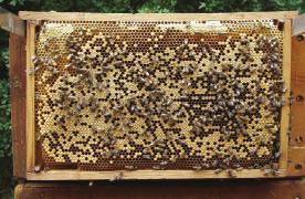 Dette giver gode muligheder for at have sunde og stærke bifamilier til indvintring.