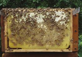 De bier som fødes i denne periode, er for tidligt fødte til at være gode vinterbier og for sent fødte til at kunne deltage i et evt. træk. Det eneste de gør, er at æde af bifamiliens forråd.