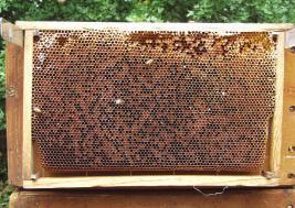 Småfamilierne har så at sige ingen trækbier. Omkring den 1. juli vil en opskrift for en fem rammers småfamilie være: A. En god pollentavle med påsiddende bier. B.
