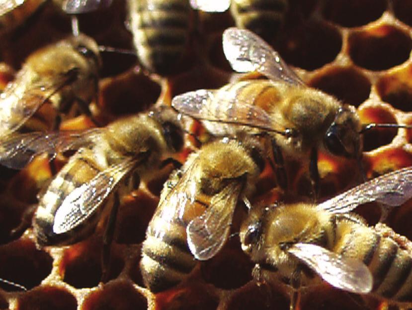 KEND DEN SUNDE BIFAMILIE For at kunne genkende en syg bifamilie, er det vigtigt at kunne bedømme om en bifamilie er i god kondition, med sund yngel og sunde bier. HVORDAN SER DEN SUNDE BIFAMILIE UD?