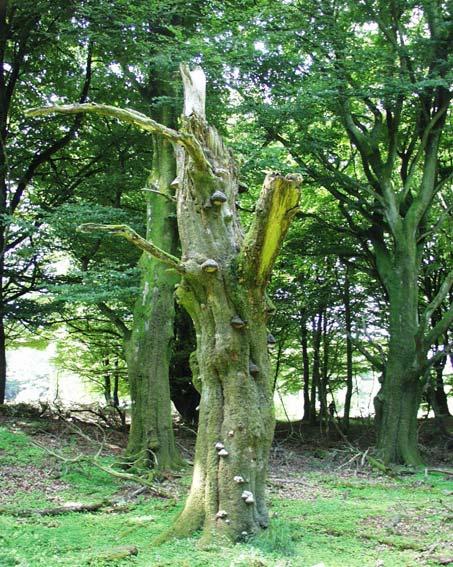 Gamle, udgåede træer tjener som levested for både en række hulerugende fugle, insekter og flagermus samt for mange svampe, mosser og laver. (Foto: Torben Ebbensgaard). Invasive arter.