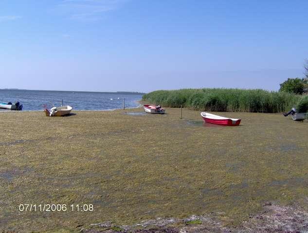 Basnæs Havn belagt med alger fra det direkte kloakudløb.