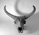 Uroksens krop er bygget op over gipsafstøbninger af knogler fra en anden okse, som museet lånte på Zoologisk Museum i København.