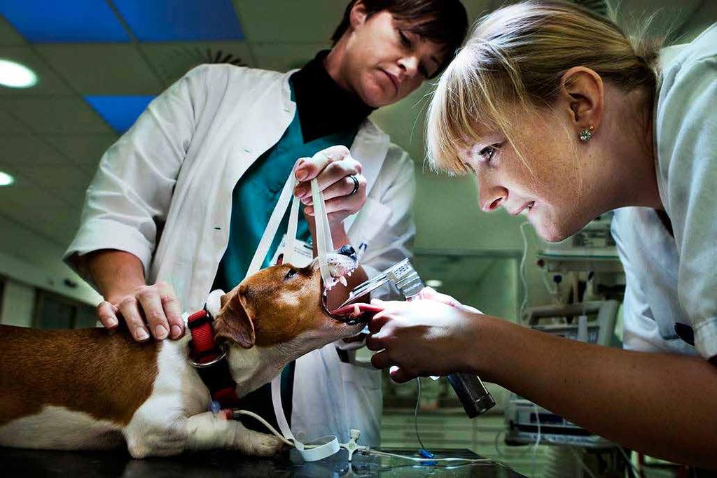 Når de studerende er på vagt, arbejder de altid tæt sammen med en erfaren dyrlæge, og alle beslutninger bliver taget af den vagthavende dyrlæge. Privatfoto.