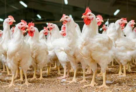 DANSKE HØNS OG KYLLINGER SKAL HAVE DET BEDRE Fødevareministeriet er klar med en handlingsplan, der skal være med til at løfte, at danske høns og kyllinger får det bedre.
