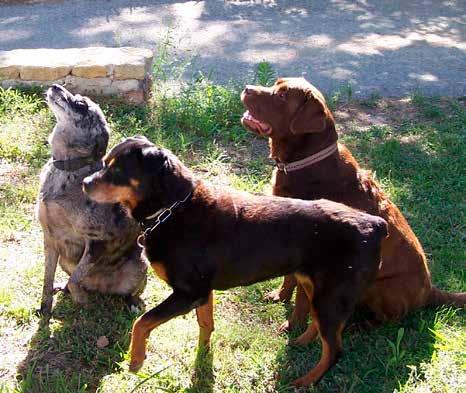 SYNSPUNKT DEN VANSKELIGE BESLUTNING Alle smådyrspraktiserende dyrlæger konfronteres med jævne mellemrum for problemstillingen: Aflivning eller ikke aflivning af en ældre hund, hvor ejer er i tvivl,