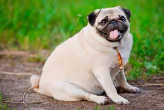 P RES S ENYT ONE IN FOUR UK SHOW DOGS COMPETING AT CRUFTS IS OVERWEIGHT Wide dissemination of these images online may be normalising canine obesity, say researchers One in four dogs competing in the