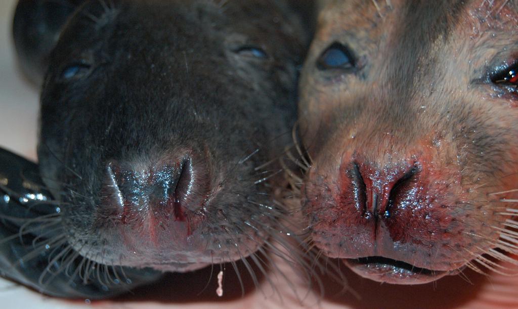 FIGUR A Gråsælen (øverst til højre) kendes på sin lige snudeprofil, mens snudepartiet hos den spættede sæl (øverst til venstre) har en krumning.