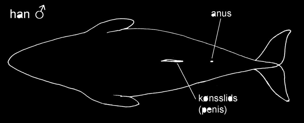 FIGUR C Øverst: Kønsbestemmelse hos hvaler: Hannens kønsslids er placeret langt fremme. Hunnens kønsslids er placeret længere tilbage og er flankeret af to dievorter.