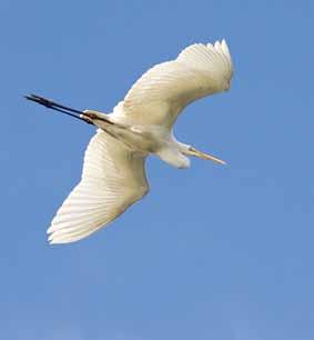 Det er muligvis samme fugl, der 5/5 blev set rastende ved Errindlev Havn (ST) og blev observeret i området omkring Saksfjed (ST) 6/5-17/5.
