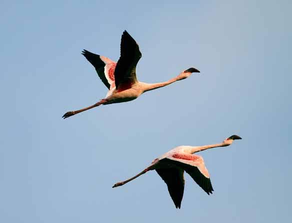 Stor Flamingo Phoenicopterus roseus (herunder medtages fund af ubestemte flamingoer) Før 1970 1970-79 1980-89 1990-99 2000-09 -19 1985 1995 1996 0 NA > 1 2 2 1 0 1 7 5 4 54 Kommentar: Der mangler