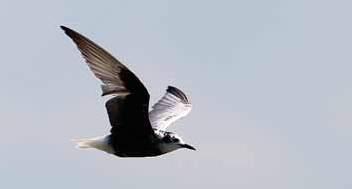 Sortterne Chlidonias niger Efter at de mest oplagte gengangere er frasorteret, var der 636 observationer af 3.740 fugle og blev dermed det 3. bedste år nogensinde.