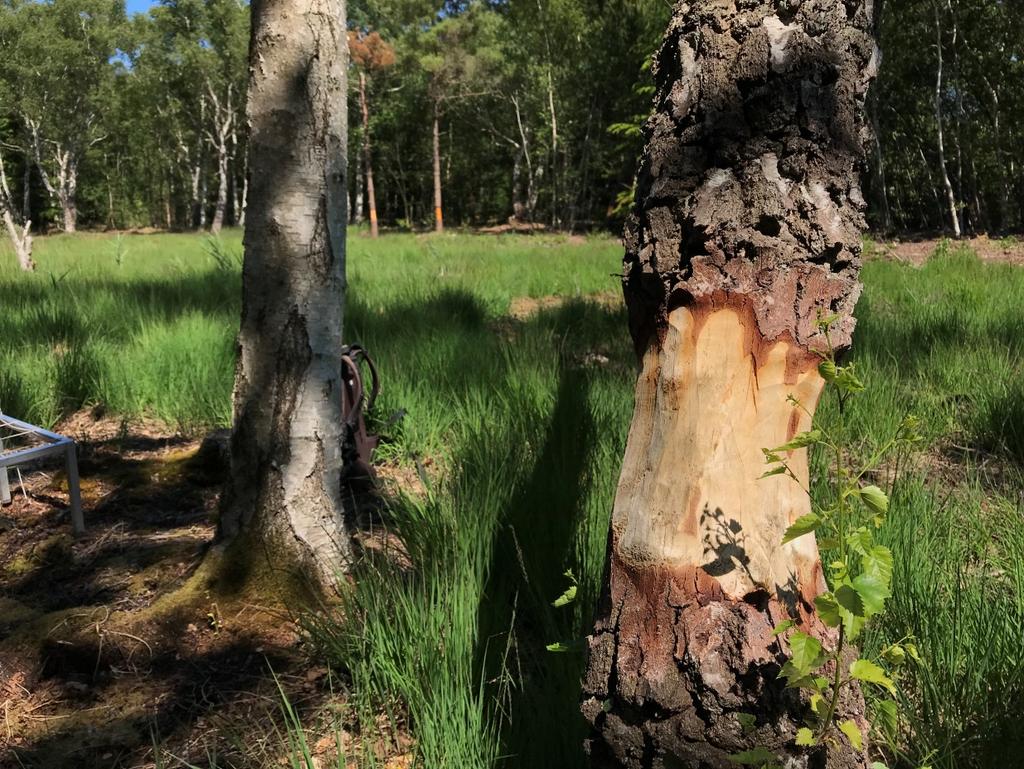 Figur 6: Ved seneste rydning i 2018 blev 25-30 større træer efterladt i mosen, men aflivet til spætte- og svampetræer vha ringning. Men også her ses genvækst fra basis.