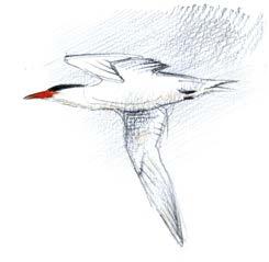 Ynglefuglene på Vorsø udgøres stadig af omkring 50 arter. Der sker hele tiden ændringer, senest er nattergal forsvundet, efter at der tidligere årligt fandtes 10-15 par.