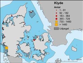 Tabel 4. Antal rastende klyder i Danmark i august, NOVANA 2004-2015. I 2005 blev klyderne i Vadehavet optalt fra land. Art/Antal 2005 2007 2009 2011 2013 2015 Klyde 3.206 7.870 7.198 4.621 5.528 5.