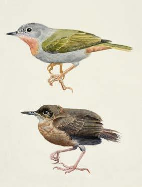 Øverst ses Madanga ruficollis der hidtil har været regnet for en brillefugl, men viste sig at være en nær slægtning af skovpiber og taigapiber.