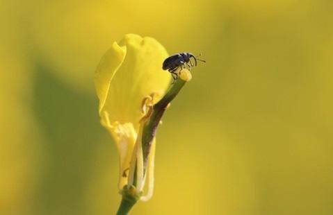 Ryst planten over en bakke eller lignende, idet billerne ofte falder af når planten berøres. Kør først når skadetærskel er overskredet, idet midlerne kun holder få dage i marken.