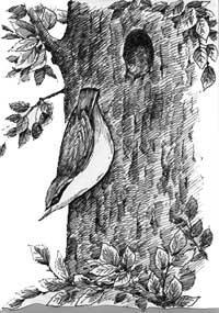 Spætmejse kragefuglene, der overnatter kollektivt, ses også i store flokke på markerne fortsæt selv Kogler fra gran og fyr ligger spredt i skovbunden.