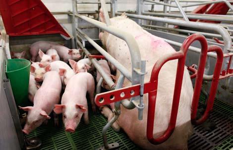 Investeringsniveauet Politiske initiativer påvirker investeringsaktiviteten på svinebedrifterne. F.eks. stiller lovgivning om løsgående søer nye krav til sostipladserne fra 2013.