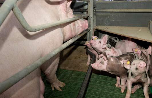 Sammendrag og økonomiske vilkår 2008 blev et annus horribilis for de danske svineproducenter, der oplevede væsentligt forringede driftsresultater. >> Anders B.