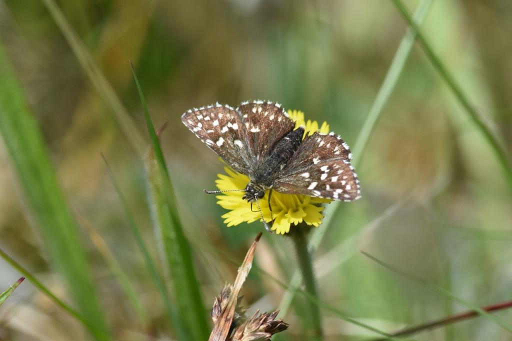 De voksne sommerfugle søger ofte til blomster. Status i Danmark: Spættet bredpande er stadig relativt almindeligt forekommende i dele af Jylland, bl.a. i Midtjylland.