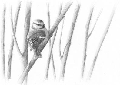 Energipil-bevoksninger som habitat for fugle i vinterperioden JENS REDDERSEN, BIRGER JENSEN og IB KRAG PETERSEN (With a summary in English: Short rotation coppiced (SRC) willow plantations as a