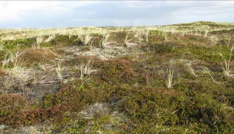 Områdets dominerende naturtype: klithede. Her ses den tørre type med hedelyng og revling, med mosaik af grå klit. Th. mosebølle i efterårsfarver fra den våde type af klithede. Foto s: Tage Burholt.