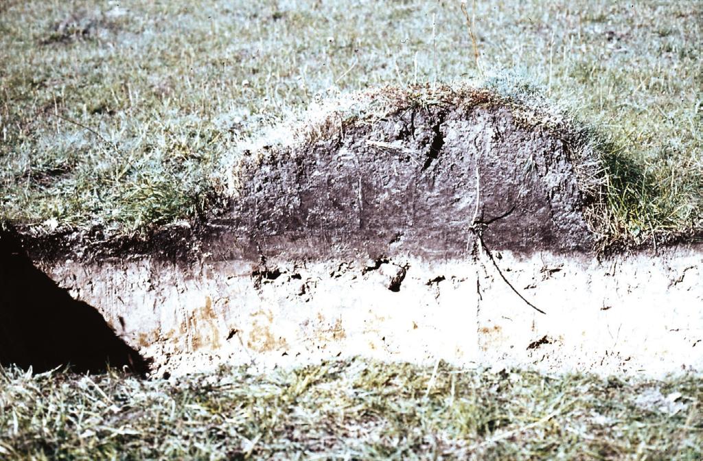 I modsætning til næsten alle andre danske myrearter foregår overvintringen af myrer samt deres bladlus i gallerier i tuens top, hvor de kan risikere at blive udsat for meget kraftig frost.
